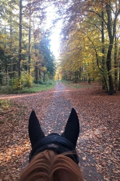 Pferdekopf auf Waldweg beim Ausreiten auf Hof Eichkamp