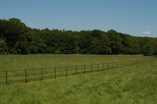 große Weide auf Hof Eichkamp