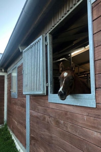 Pferd das aus einer Box herausschaut