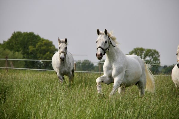 Pferde auf einer Weide von Hof Eichkamp